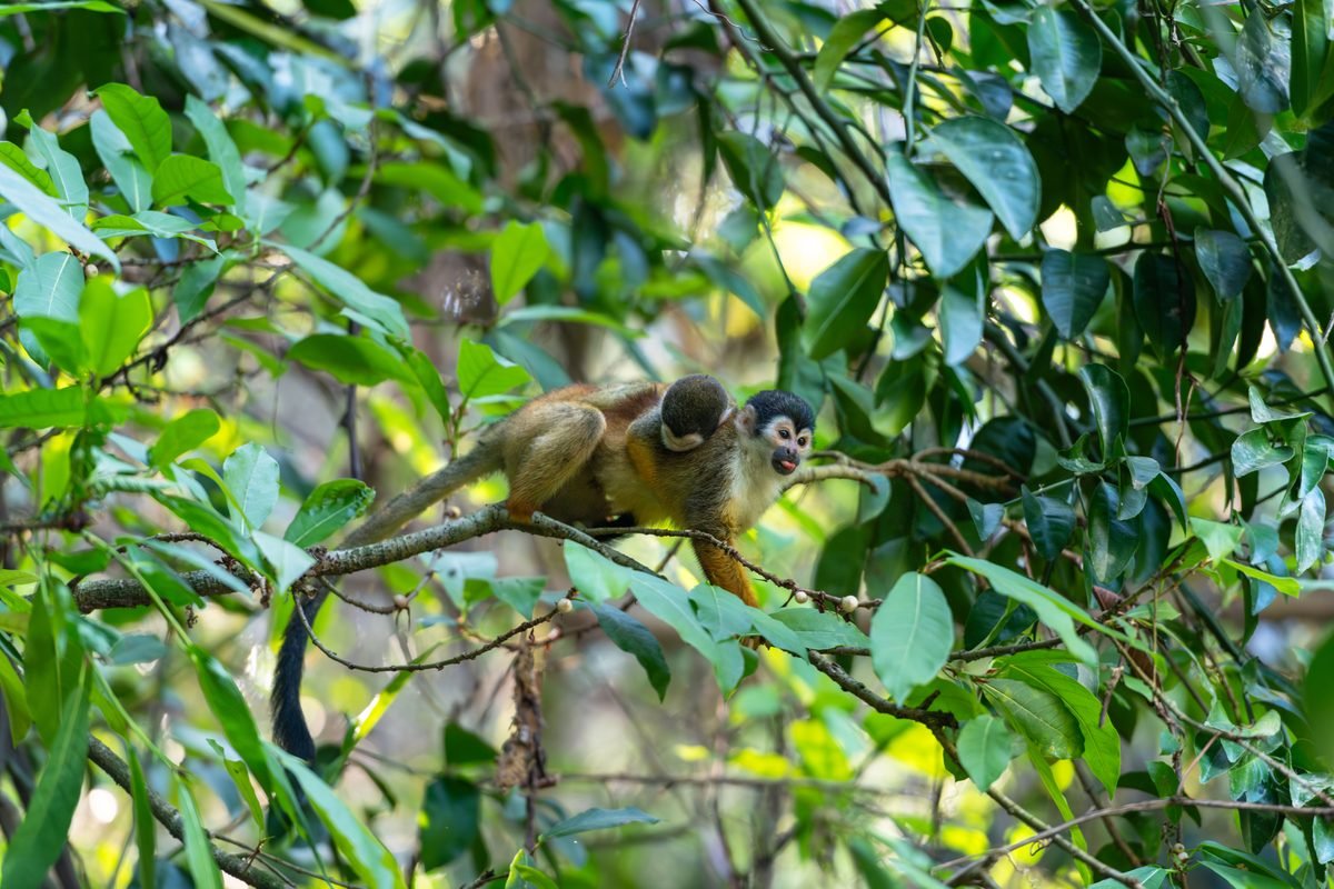 Squirrel monkey perched on a branch in a rainforest