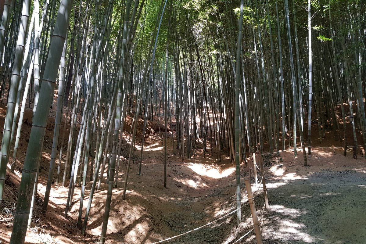 A winding dirt path running through a dense bamboo forest in Damyang.