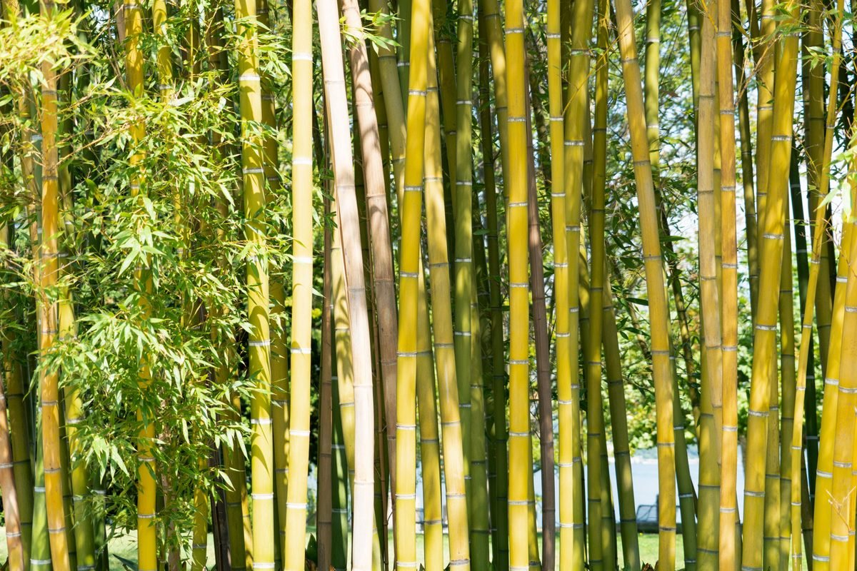 Close-up of golden bamboo stalks with green foliage.