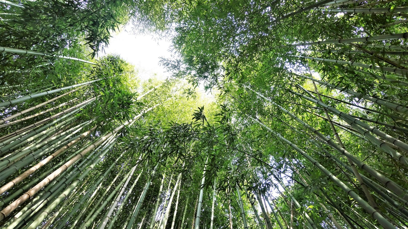 Upward view through a lush bamboo canopy with sunlight.