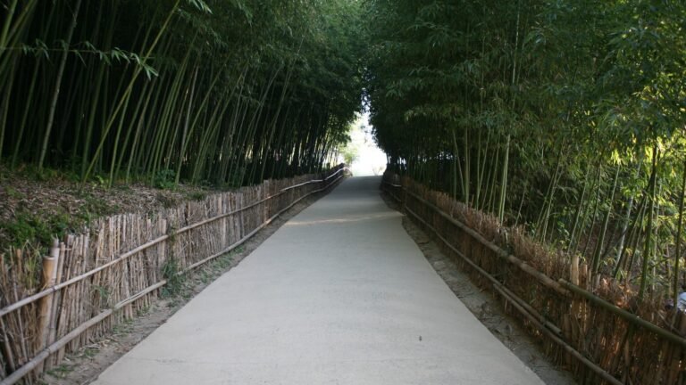 Giant green bamboo stalks line a narrow dirt pathway in Damyang.