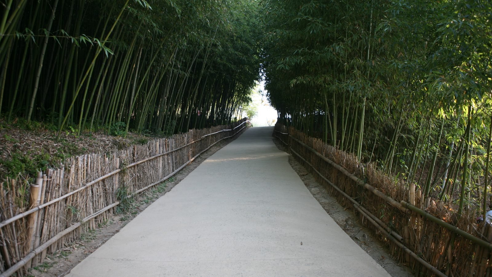 Giant green bamboo stalks line a narrow dirt pathway in Damyang.