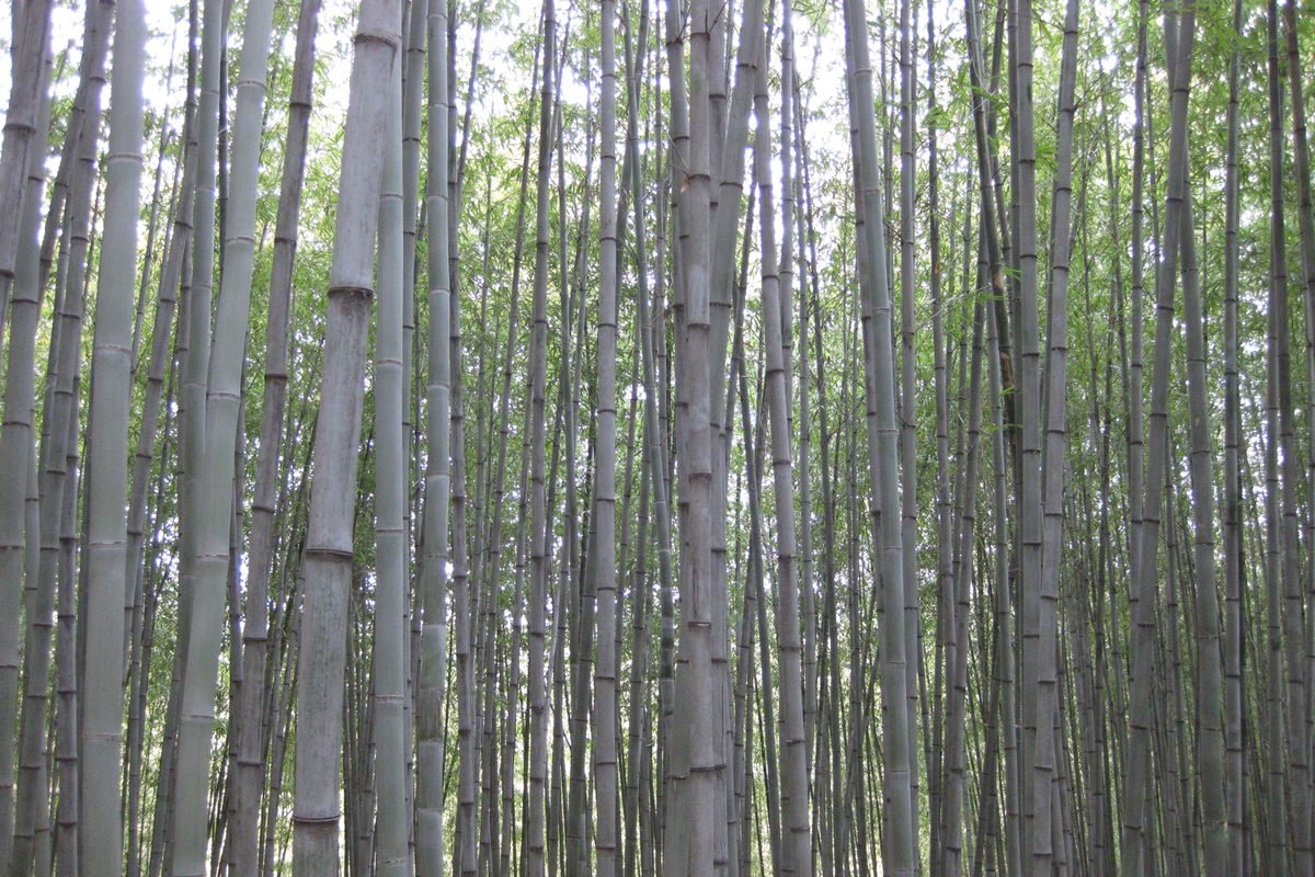 Dense bamboo stalks in a forest near Damyang.
