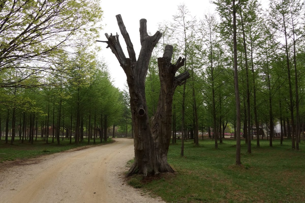 A forest pathway with a prominent tree stump and surrounding greenery.