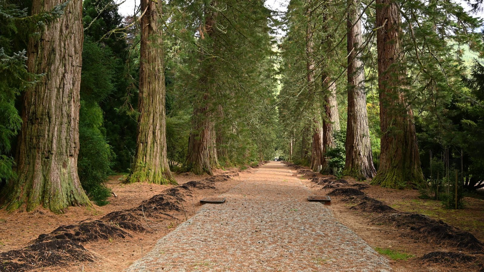 A straight path running through a towering redwood and pine forest.