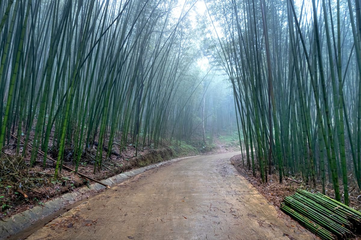 Misty path winding through a dense and tall bamboo forest