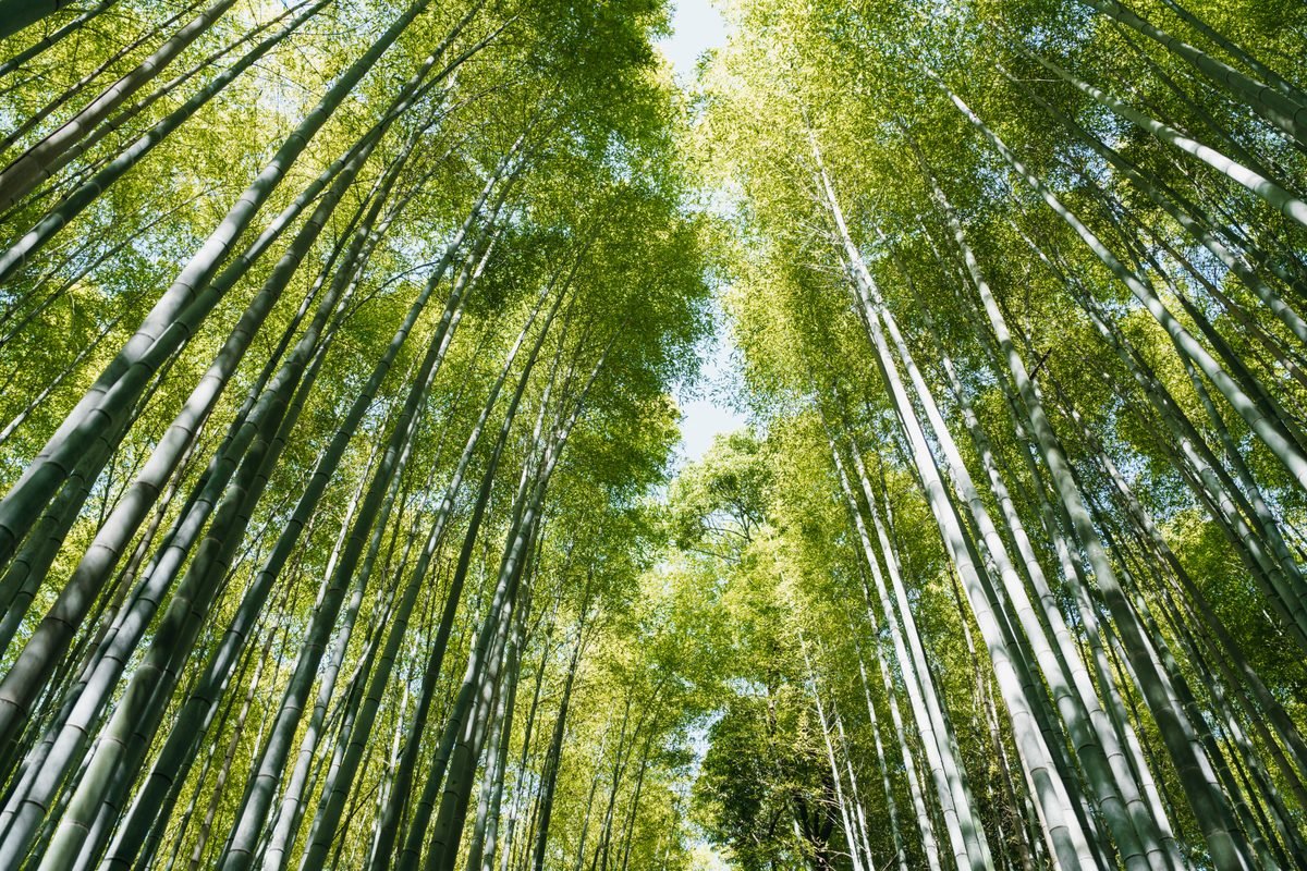 Sunlight filtering through the tall green canopy of a bamboo grove