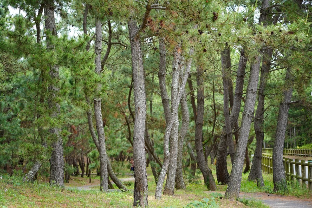 Dense pine trees standing near a wooden fence along a path.
