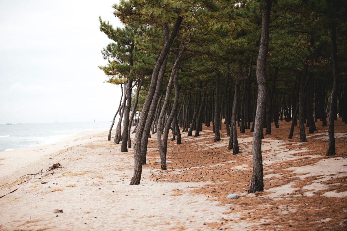 Tranquil pine forest along the sandy shoreline in Gangneung