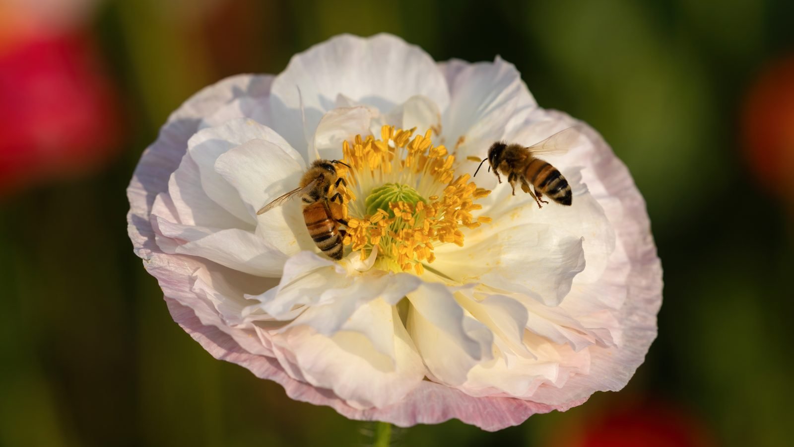 Two bees pollinating an Iceland poppy in Gyeongju