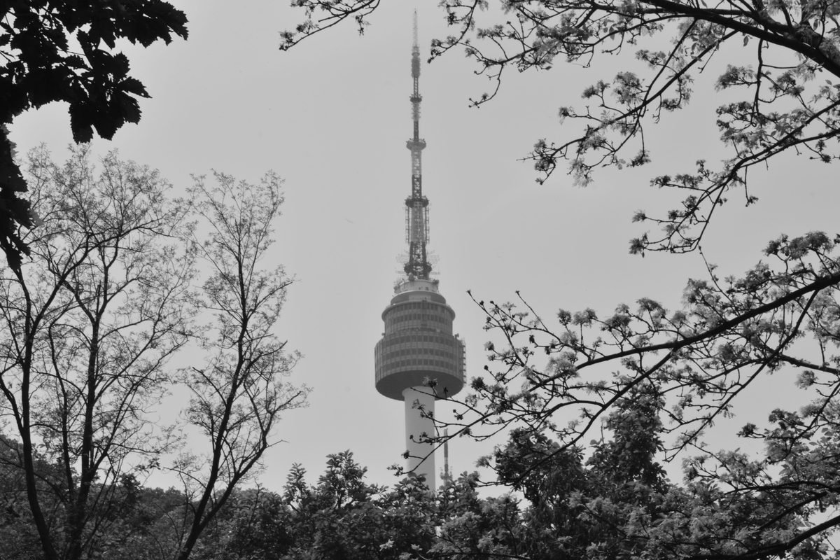 Black and white view of N Seoul Tower framed by bare tree branches.