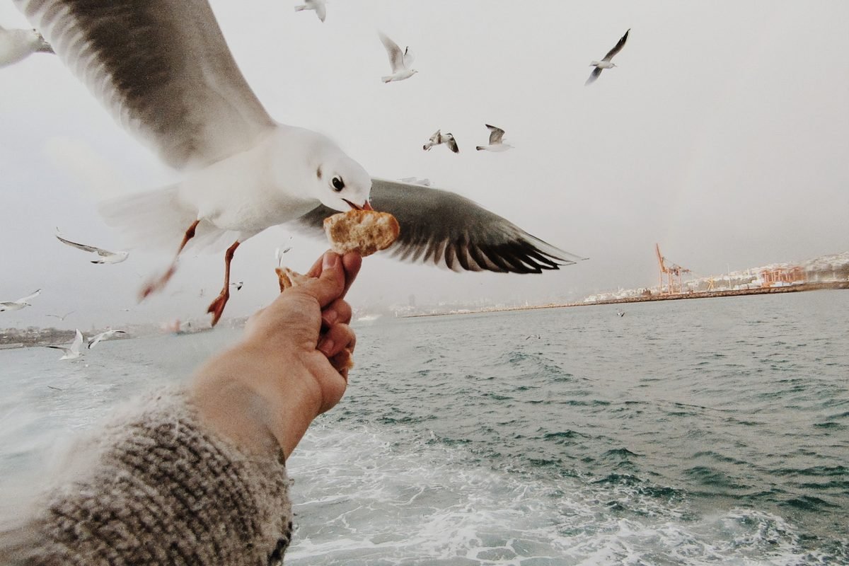 Seagull grabbing food from a hand over the ocean