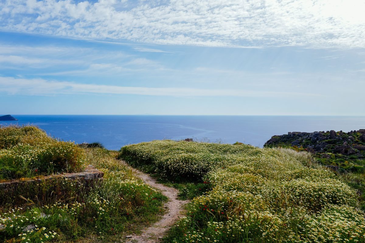 Coastal path with wildflowers.