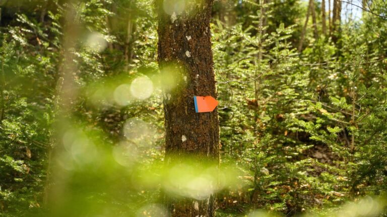 Orange trail marker on a tree in a forest.