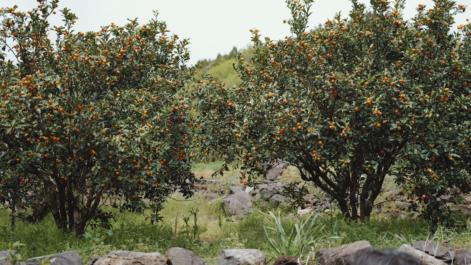 Lush orange trees in a serene outdoor orchard on Jeju Island
