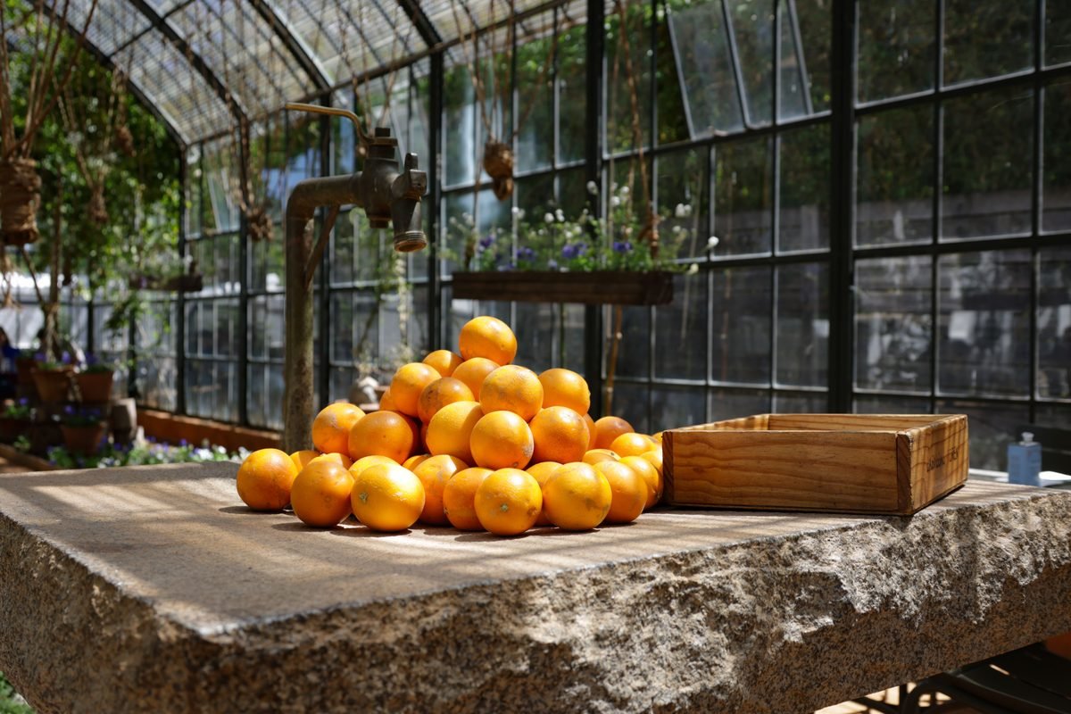 Vibrant stack of oranges on a stone table inside a sunny glasshouse