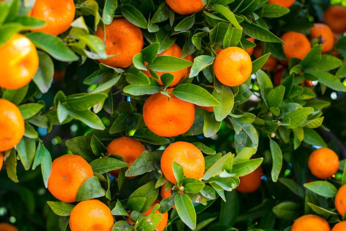 Lush tangerine branches with ripe succulent oranges