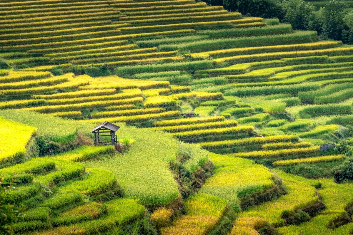 Steep green and golden rice terraces cascading down a hillside with a small traditional hut