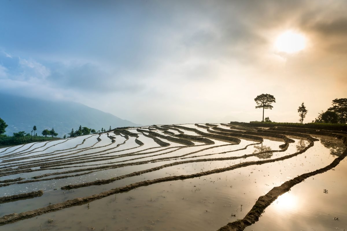 Water-filled terraced rice fields reflecting the sunrise under a cloudy sky