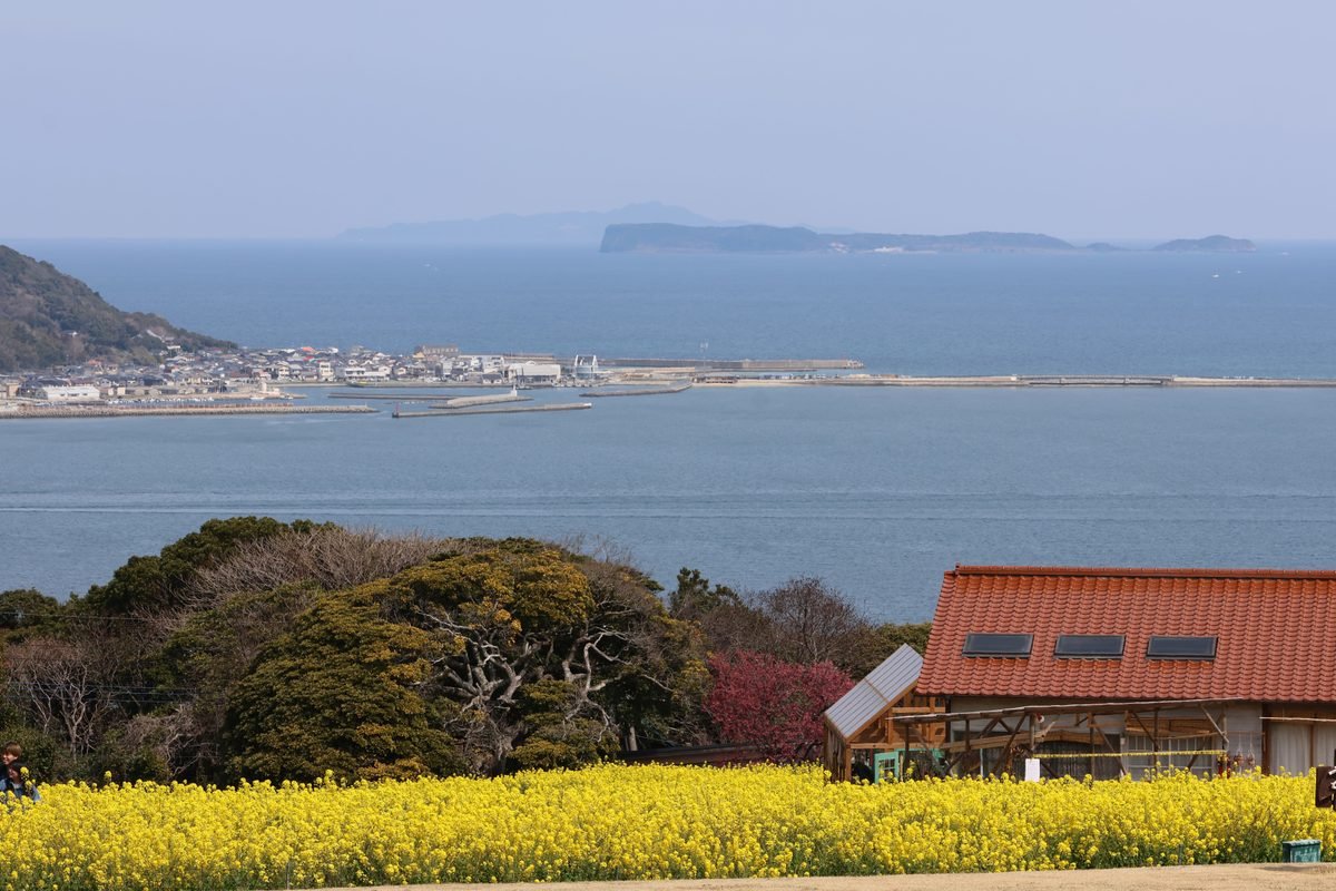 Coastal landscape with yellow flowers and ocean view.