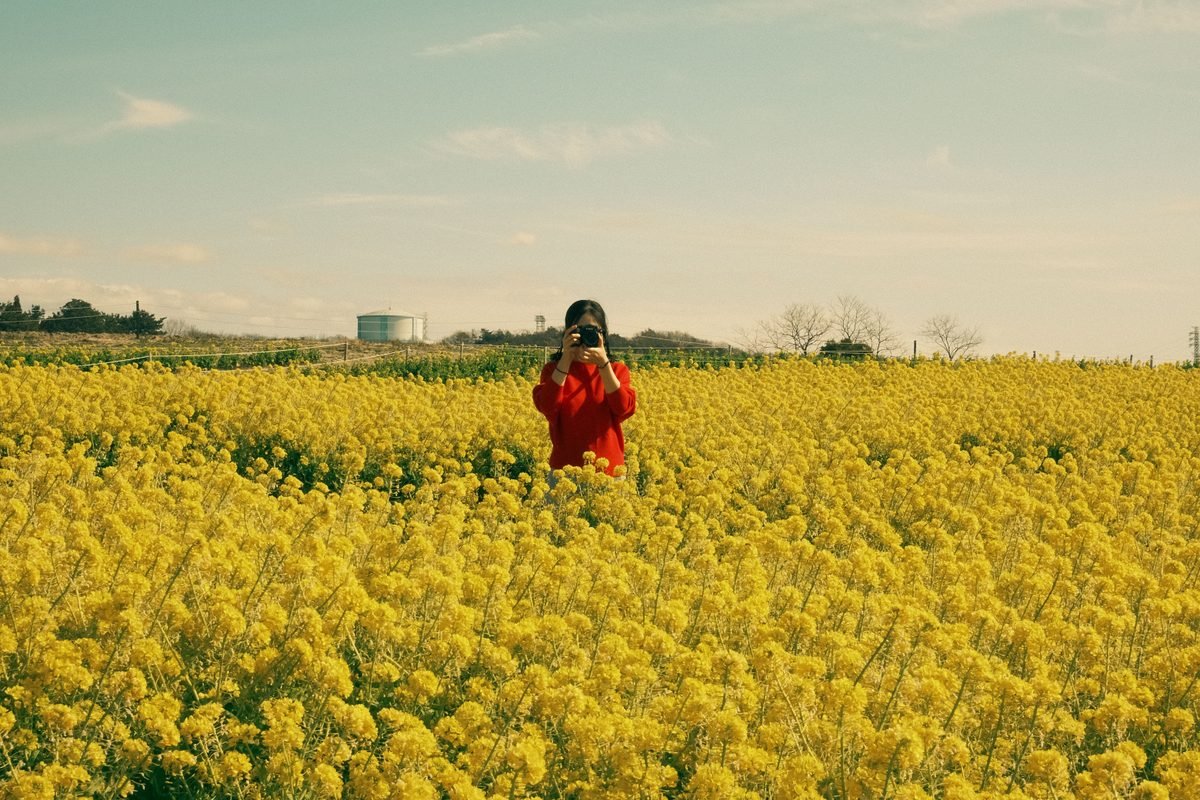 Woman taking photo in a vibrant yellow rapeseed field.