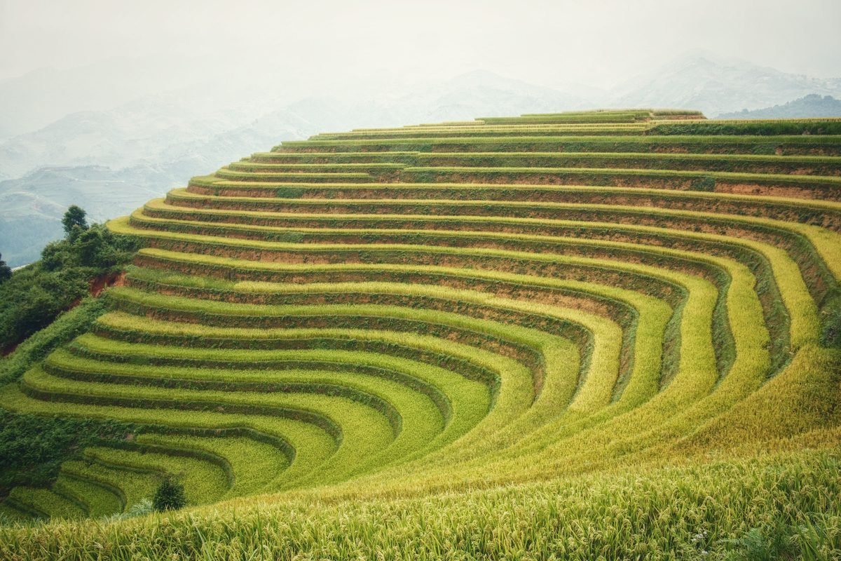 Lush green terraced rice fields in a mountainous countryside.