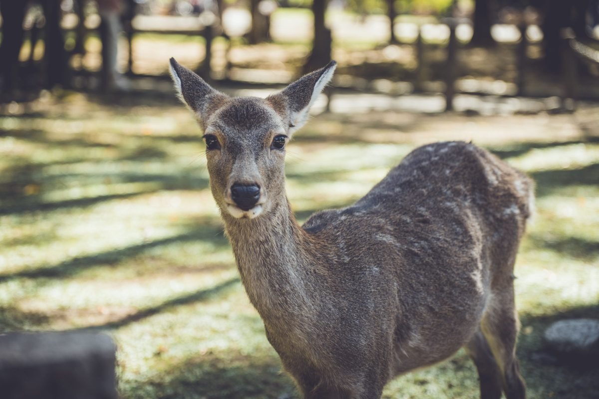 Close-up of a sika deer in Nara Park, Japan