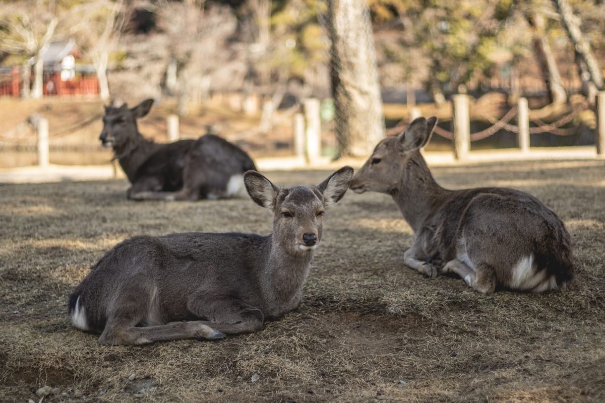 Three deer resting on the ground in Nara Park