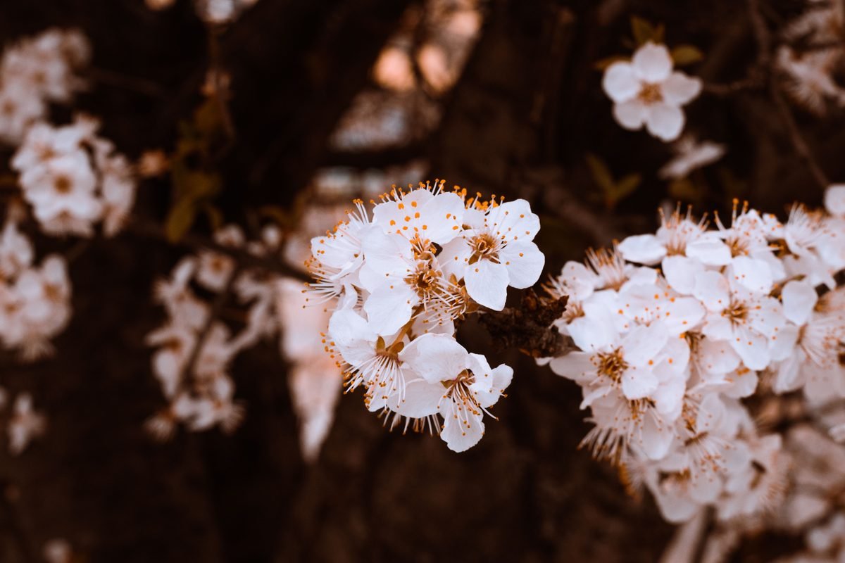 Close-up photo of delicate white plum blossoms.