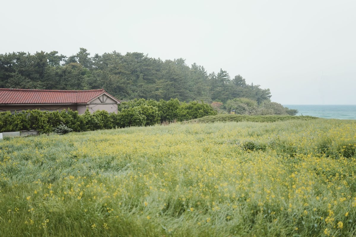 Landscape of Jeju Island showcasing yellow flower fields and ocean view.