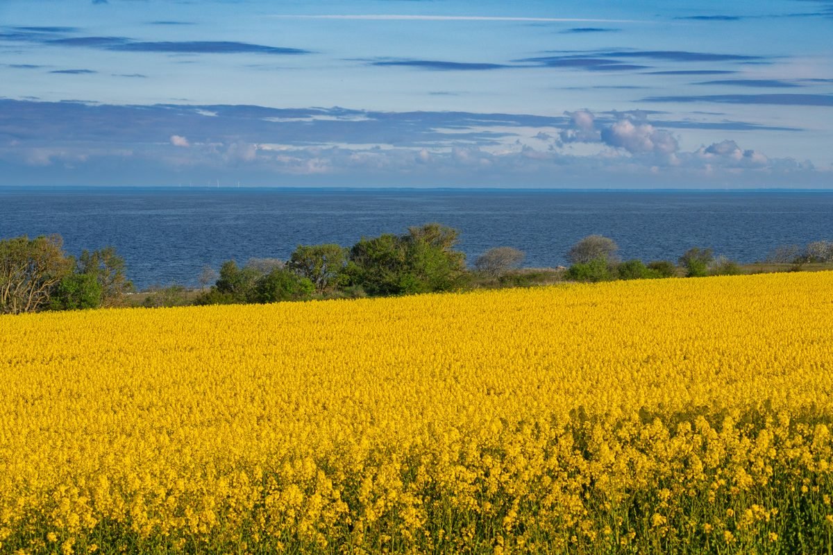 Rapeseed field with bright yellow flowers against a blue ocean backdrop.