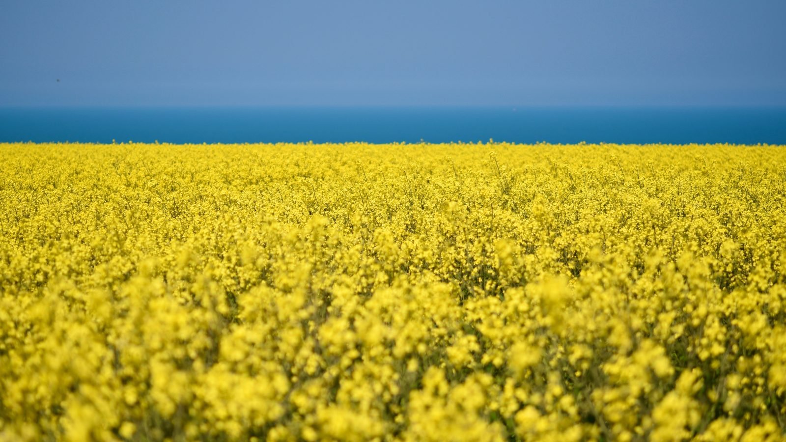 Field of blooming canola stretching to the horizon with clear sky.