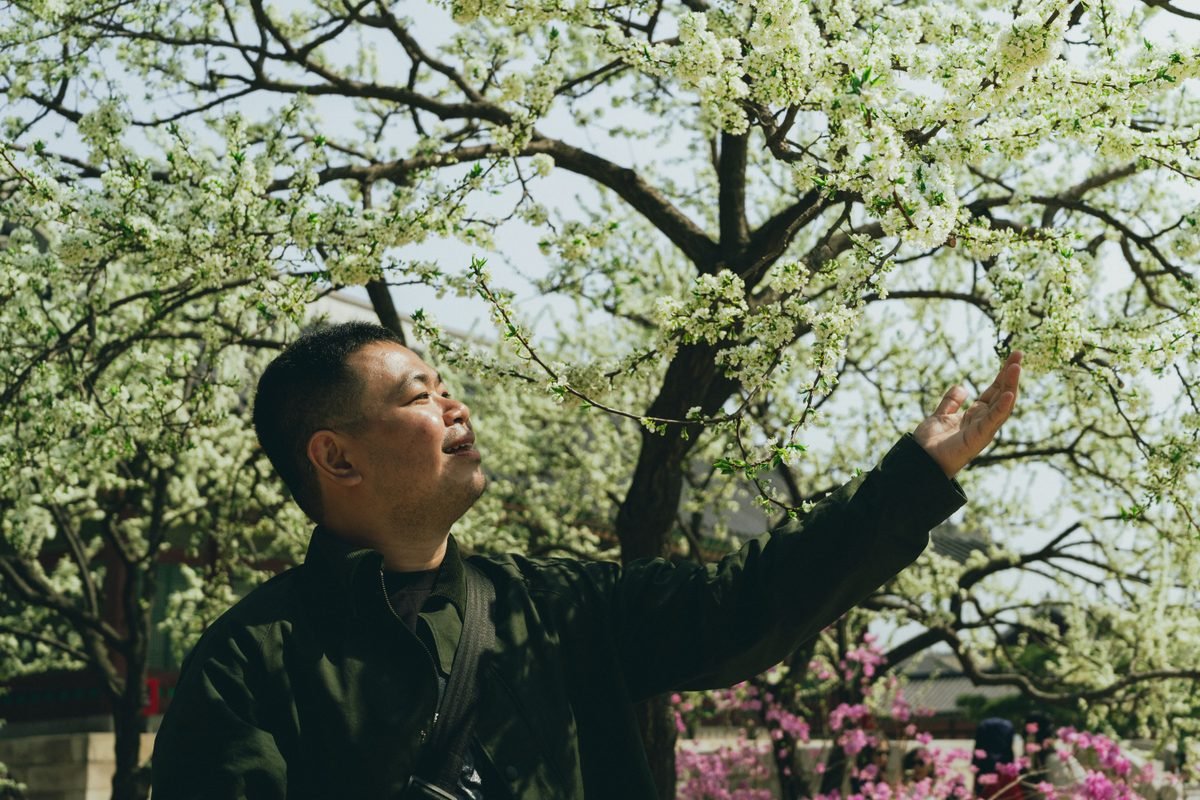 Man admiring cherry blossoms in Seoul, South Korea during springtime.