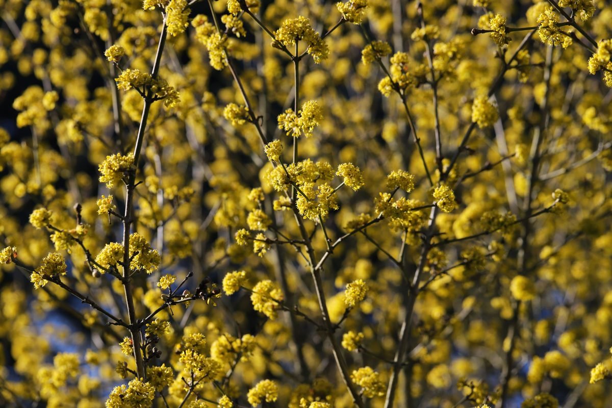 Yellow Cornelian cherry blossoms in spring sunlight.