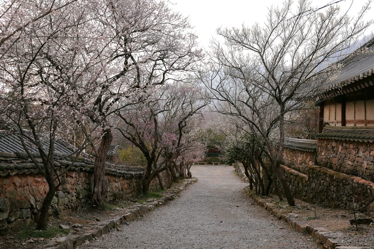 Path lined with cherry blossoms and traditional stone walls in Suncheon.