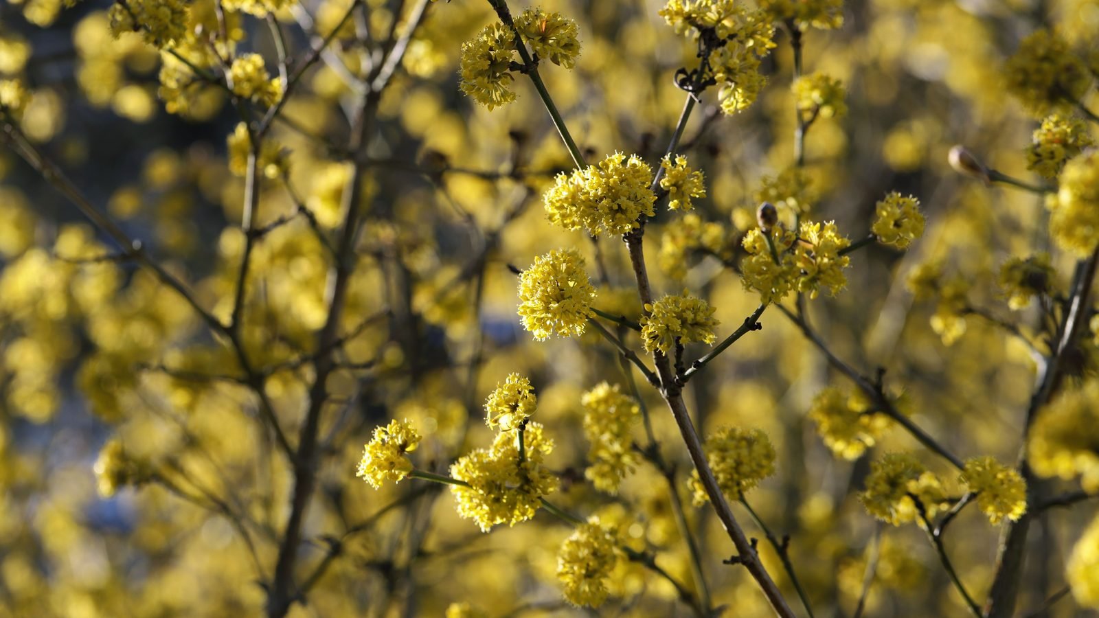 Cornelian cherry blossoms against a clear spring sky.